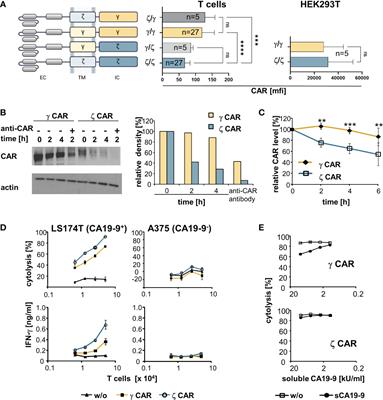 CAR and TCR form individual signaling synapses and do not cross-activate, however, can co-operate in T cell activation